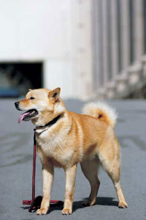 北海道犬（アイヌ犬）