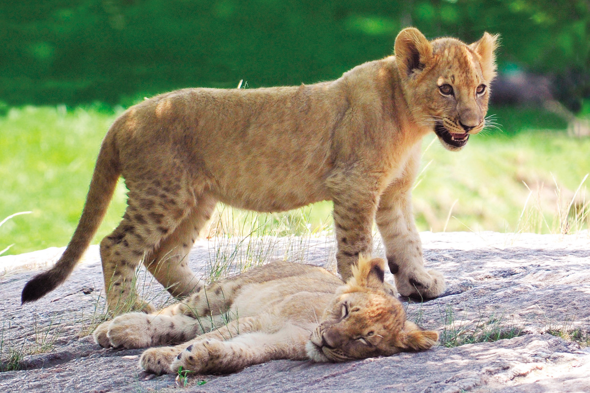 ライオンの赤ちゃん_1