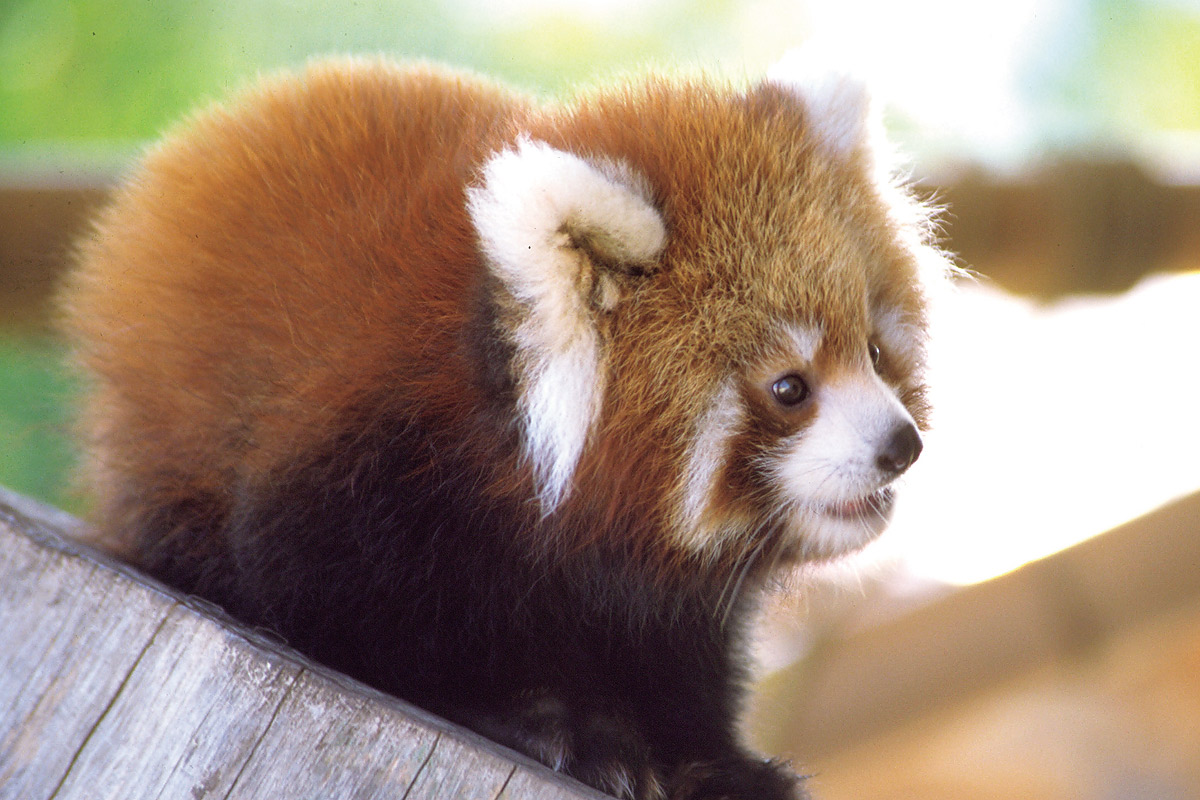 レッサーパンダの赤ちゃん 動物の赤ちゃん図鑑