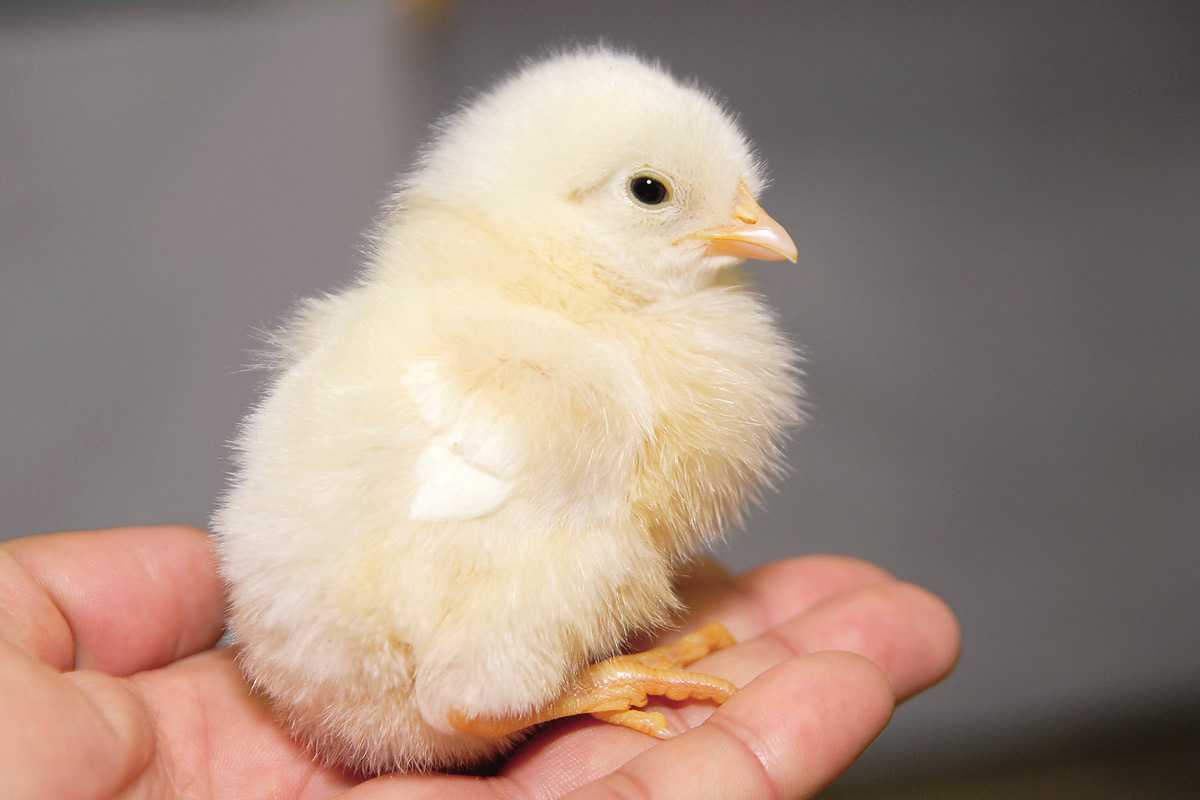 ヒヨコの赤ちゃん 動物の赤ちゃん図鑑