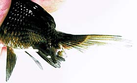 ペットいっぱい 金魚の飼い方 金魚の病気と治療