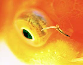 ペットいっぱい 金魚の飼い方 金魚の病気と治療