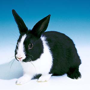 ペットいっぱい 小動物図鑑 ダッチ ウサギ目 ウサギ科