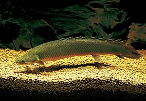 ペットいっぱい 熱帯魚図鑑 ポリプテルス セネガルス 古代魚の仲間
